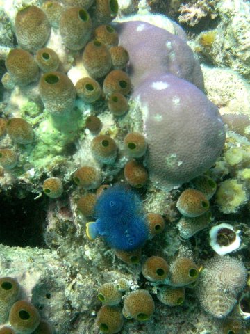 10- Detail de coraux porites 